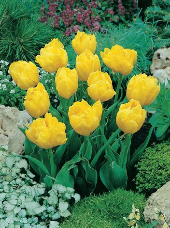 Tulpe Tulipa Monte Carlo St Blumenzwiebeln Und Herbstrhizome