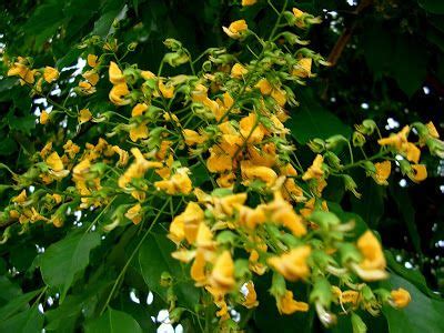 angsana tree flower blooming acacia cyclops tree cananga tree