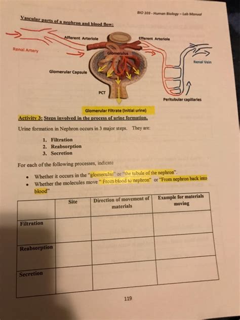 Solved BIO 103 Human Biology Lab Manual Label The Tubular Chegg