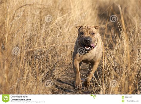 Is A Shar Pei A Dangerous Dog