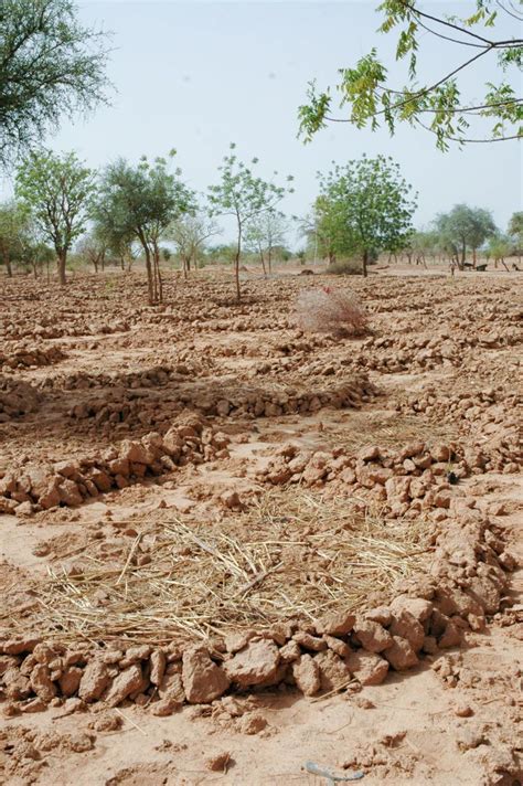 La Plantation En Demi Lune Restaurer Les Terres Encrout Es