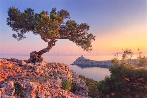 Amazing Tree Growing Out Of The Rock At Sunset Stock Photo Image Of