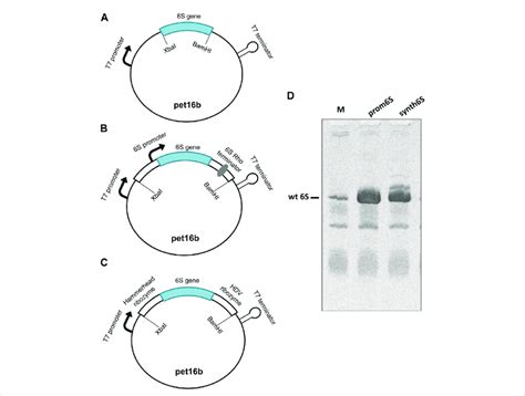 Assessment Of Constructs Designed For 6S RNA Production A Naked6S