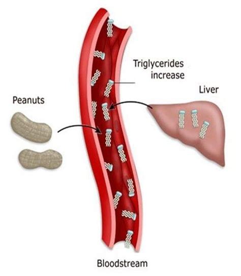 TRIGLYCERIDES⁣ When your fatty acids aren’t used up for energy, what do ...