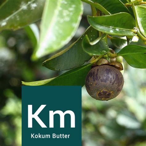 Kokum Butter Dauphine Organics