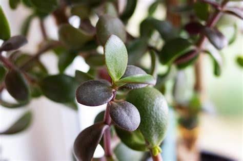 premium photo green triangular leaves   home plant