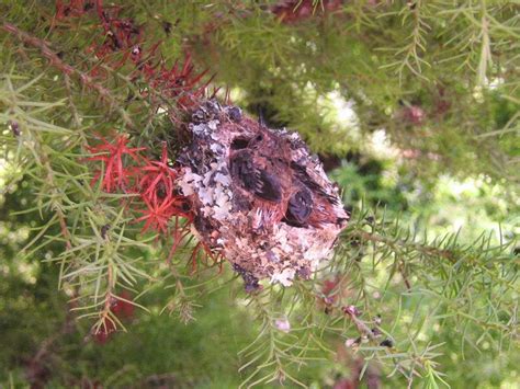 Anna’s Hummingbird nest – Mendonoma Sightings