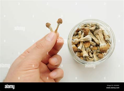 Man Holds In His Hand Dried Psilocybin Mushrooms Glass Jar On White