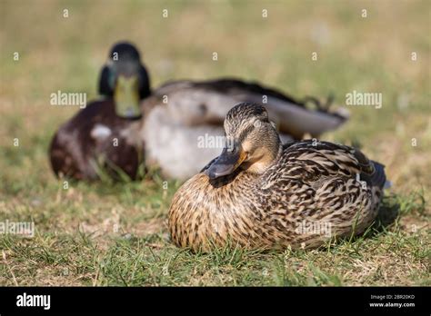 Pair of wild UK mallard ducks (Anas platyrhynchos) isolated outdoors on ...