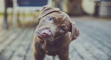 Terapia Casera Por Que Tu Perro Inclina La Cabeza Cuando Le Hablas