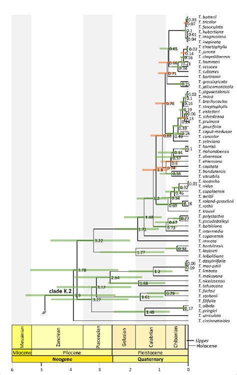 Clade K.2 phylogenetic relationships. Maximum clade credibility tree... | Download Scientific ...