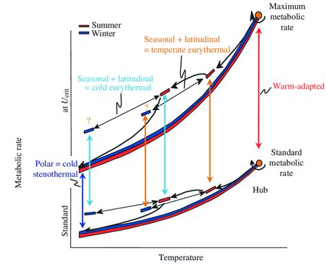 Temperature Compensated Aerobic Scopes Depending On Standard Metabolic