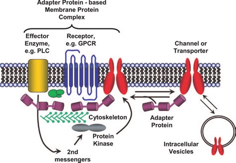 Schema Of How Adapter Proteins Can Regulate The Trafficking Of Ion