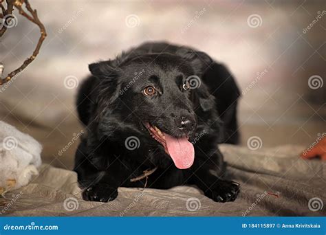 Perro De Mongrel Negro En El Estudio Imagen De Archivo Imagen De