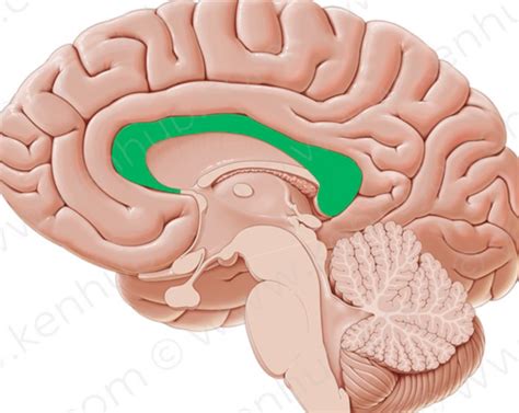 Neuroanatomie Part Flashcards Quizlet