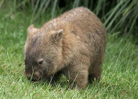 Wombats Animals Interesting Facts And Latest Pictures The Wildlife