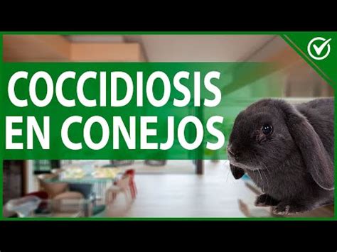 Coccidiosis En Conejos Tipos Detecci N Transmisi N Y Remedios