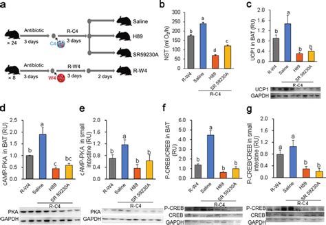 Cold Microbiota Promotes Thermogenesis Via The Camp Pka Pcreb Pathway