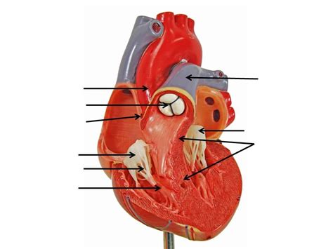 Heart Models