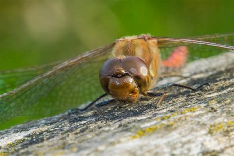 Gro E Heidelibelle Sympetrum Striolatum Gro E Heidel Flickr