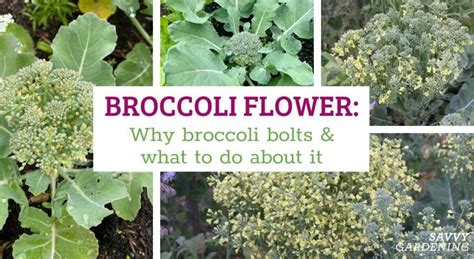 Broccoli Flower: Why Broccoli Plants Bolt and What to Do About It