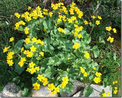 Marsh Marigold Edible Wild Plant How To Find Identify Prepare