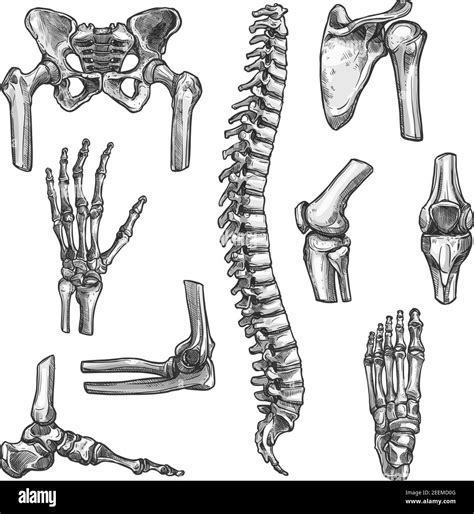 Bone And Joints Sketches Set Human Skeleton Hand Knee And Shoulder