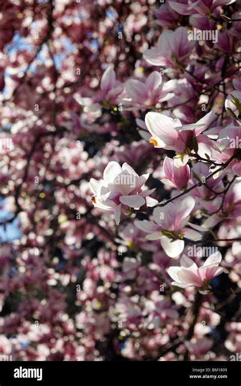 Beautiful Magnolia Tree In Lugano Switzerland Stock Photo Alamy