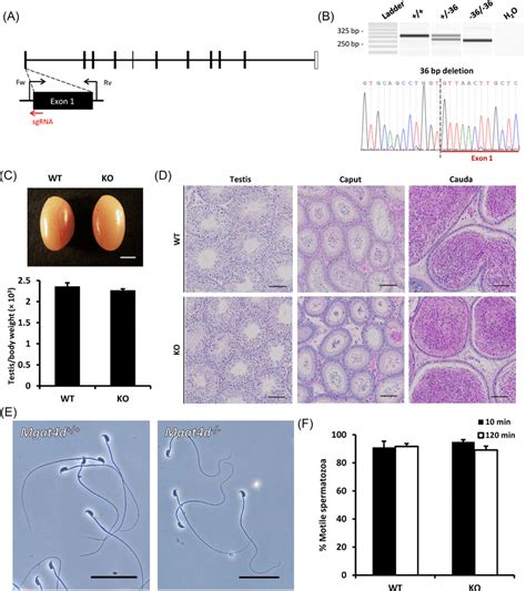 Phenotypic Analysis Of Mgat4d Knockout Male Mice A Genomic Structure