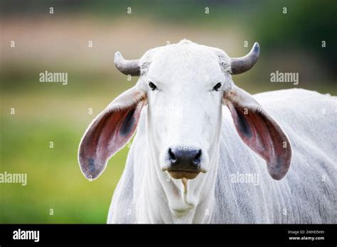 Africa Cattle Close Up Daytime Ear Garden Route Nature No People