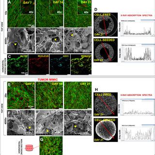 Clsm Sem And Microct Analysis Results A Clsm And B Sem