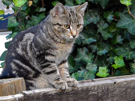 Pisica sălbatică europeană (Felix silvestris silvestris), un animal ...