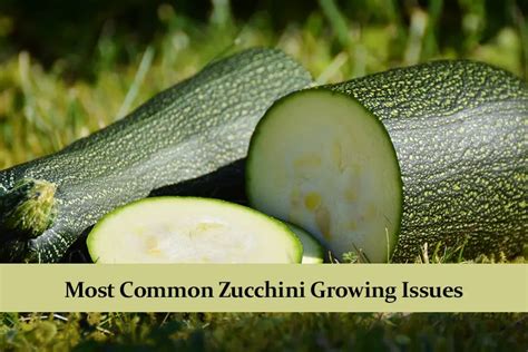 Most Common Zucchini Growing Issues And How To Solve Them