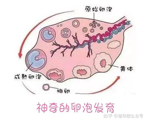 生殖知识科普：卵子的发育过程 知乎