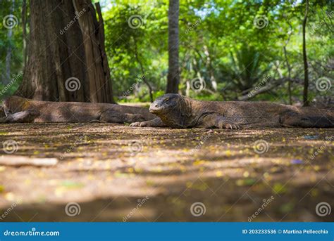 Komodo Dragon The Largest Lizard In The World Walks On The Ground It