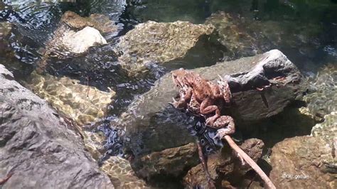 Mother Toad Carries A Baby Toad On Her Back Youtube