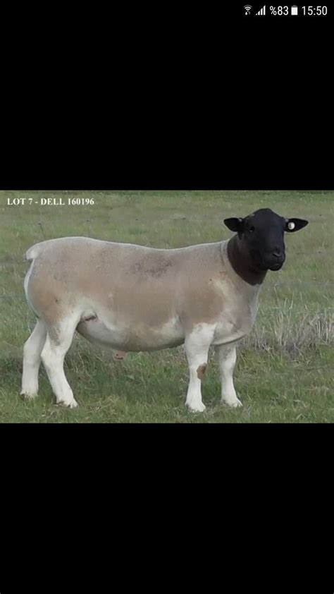 A Black And White Sheep Standing On Top Of A Lush Green Field