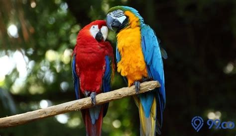 Daftar Harga Burung Macaw Terbaru Dan Terlengkap 2022