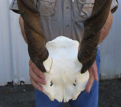 Female Cow Eland Skull Plate With 24 12 And 26 12 Inches Horns