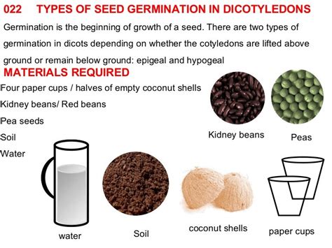 022 types of seed germination in dicots