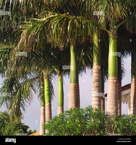 Tree Trees Palm Tree Tropical Palm Caribbean Turks Tropic Lawn Green