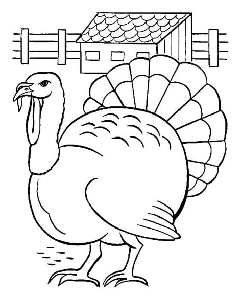 turkey coloring page  print  color