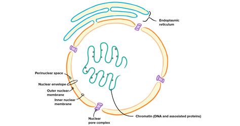 What is the function of pores in the nucleus?