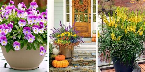 The most beautiful fall flowers for container gardens