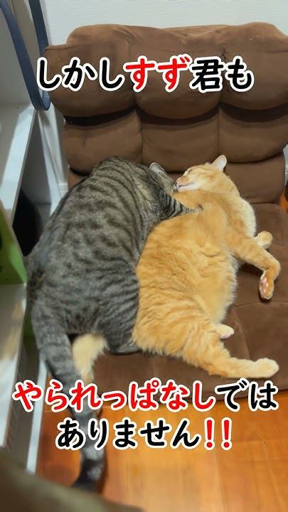 オス同士の戦いになると強いですからね【すずつむふう】 猫 猫動画 可愛い猫 猫のいる暮らし 茶トラ キジトラ Youtube