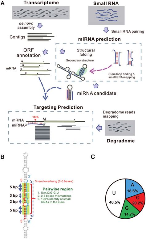 Rna Seq Workflow For Mirnatarget Prediction In Marchantia Polymorpha