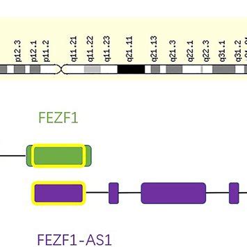 Schematic Diagram Of The Location Of FEZF1 AS1 And Its Relationship