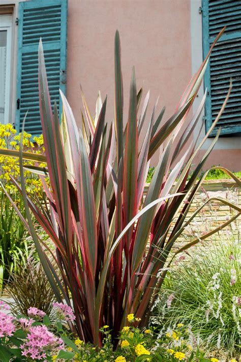 Buy Sundowner New Zealand Flax Phormium FREE SHIPPING Wilson Bros