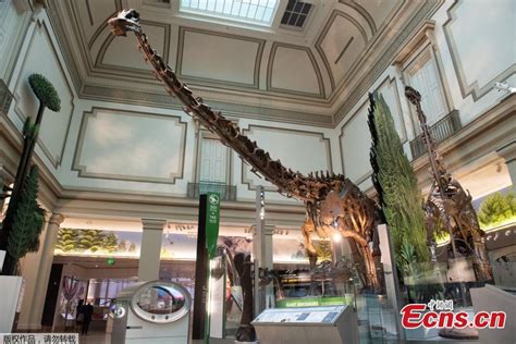 Smithsonians National Museum Of Natural History To Reopen Dinosaur And