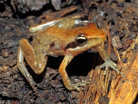 New Species Of Frog Discovered In Madagascar Swamp Study Tacoma News